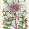 Cauline thistle.