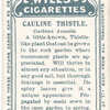 Cauline thistle.