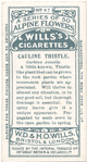 Cauline thistle.