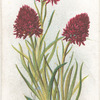 Vanilla scented orchis.