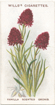 Vanilla scented orchis.