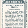 Vanilla scented orchis.