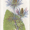 Alpine sea holly.