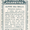 Alpine sea holly.