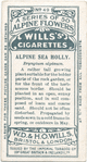 Alpine sea holly.