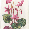 European cyclamen.