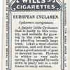 European cyclamen.