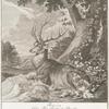 Anno 1724. Haben Thro Hochfürstl. Durchl. Eberhard Ludwig Herzog zu Würtemberg disen Hirsch in der Brunfft auf dem Direnberg Einsidler huth Tübinger Forsts selbst geschossen.