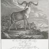 In dem Herzogthum Würtemberg wurde Anno 1736 diser Hirsch auf der so genantum Schlauch Wisen Stremfen-bacher huth Schorndorffer Forsts Tod gefunden.