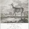 In dem Herzogthum Würtemberg ist Anno 1736. Dises Stuck wild in dem so genanten Stereich Reidemer huth, Kirch-heimer Forsts Tod gefunden Worden.