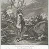 DiesenHirsch von ungerarden 24 Enden haben Thro Hochfürstel. Durschl. Herr Marckgraff Wilhelm Friderich zu Brandenberg-Onoltzbach Ao. 1719 auf Gunzenhauser Wildfuhr Saussenhofer Löhlein in einem Bestoett-Tagen selbst geschosen.