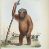Ourang outan or Pongo, Simia satyrus.