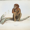 Proboscis monkey, Nasalis larvatus.