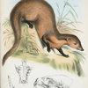 Herpestes semitorquata.