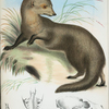 Herpestes brachyurus.