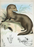 Herpestes brachyurus.