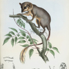 Ptilocercus Lowii.