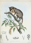 Ptilocercus Lowii.