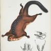 Pteromys elegans.