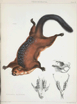Pteromys elegans.