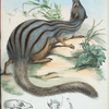 Galidictis vittata.