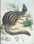 Galidictis vittata.