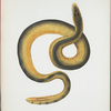 Pelamis maculata.