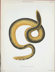 Pelamis maculata.