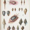 1. Fusus gracillimus; 2. Fusus spectrum; 3. Fusus acus; 4. Marginella diadochus; 5. Marginella undulata; 6. Voluta abyssicola; 7. Turbinella Belcheri; 8. Turbinella lanceolata; 9. Turbinella picta; 10. Buccinum hinnulus.