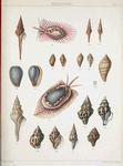 1. Fusus gracillimus; 2. Fusus spectrum; 3. Fusus acus; 4. Marginella diadochus; 5. Marginella undulata; 6. Voluta abyssicola; 7. Turbinella Belcheri; 8. Turbinella lanceolata; 9. Turbinella picta; 10. Buccinum hinnulus.