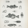 1-6. Podabrus Cottoides; 7-11. Podabrus centropomus; 12-16. Batrachus quadrispinis.