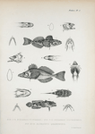1-6. Podabrus Cottoides; 7-11. Podabrus centropomus; 12-16. Batrachus quadrispinis.