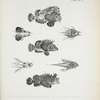 1-3. Choridactylus multibarbus; 4-5. Minous Adamsii; 6-7. Stenopus mollis.