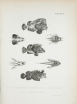 1-3. Choridactylus multibarbus; 4-5. Minous Adamsii; 6-7. Stenopus mollis.