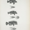 1-2. Apistes depressifrons; 3-4. Apistes Trachinoides; 5-6. Apistes Cottoides.
