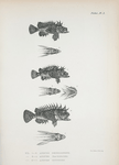 1-2. Apistes depressifrons; 3-4. Apistes Trachinoides; 5-6. Apistes Cottoides.
