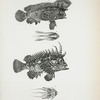 1, 2. Apistes tænianotus; 3, 4. Apistes multicolor.