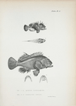 1, 2. Apistes leucogaster; 3-5. Cirrhites arcata.