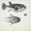 Tetrodon atratus.