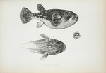 Tetrodon atratus.
