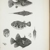 1, 2. Tetrodon insignitus; 3, 4. Tetrodon hispidus; 5-8. Balistes senticosus.