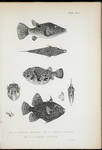 1, 2. Tetrodon insignitus; 3, 4. Tetrodon hispidus; 5-8. Balistes senticosus.