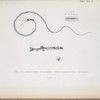 1-3. Nemichthys scolopacea; 4, 5. Aperioptus pictorius.