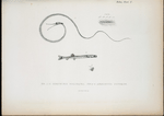 1-3. Nemichthys scolopacea; 4, 5. Aperioptus pictorius.