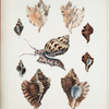 1. Murex eurypteron; 2. Murex rorifluus; 3. Murex plorator; 4. Murex Burnettii; 5. Eburna areolata.