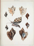 1. Murex eurypteron; 2. Murex rorifluus; 3. Murex plorator; 4. Murex Burnettii; 5. Eburna areolata.