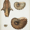 2q. Front view of a full grown specimen of Argonauta gondola, ... ; 2r, s, and t. lateral views of specimens of different ages.