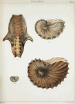 2q. Front view of a full grown specimen of Argonauta gondola, ... ; 2r, s, and t. lateral views of specimens of different ages.