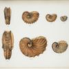 Argonauta Owenii : 1a. front view of the shell, showing the aperture and simple auricles, 1b, c, and d. lateral views of specimens of different ages; Argonauta hians: 2a. front view of the shell showing the aperture and simple auricles, 2b and c. lateral views of specimens of different ages.