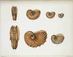Argonauta Owenii : 1a. front view of the shell, showing the aperture and simple auricles, 1b, c, and d. lateral views of specimens of different ages; Argonauta hians: 2a. front view of the shell showing the aperture and simple auricles, 2b and c. lateral views of specimens of different ages.